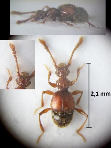 Batrisodes venustus